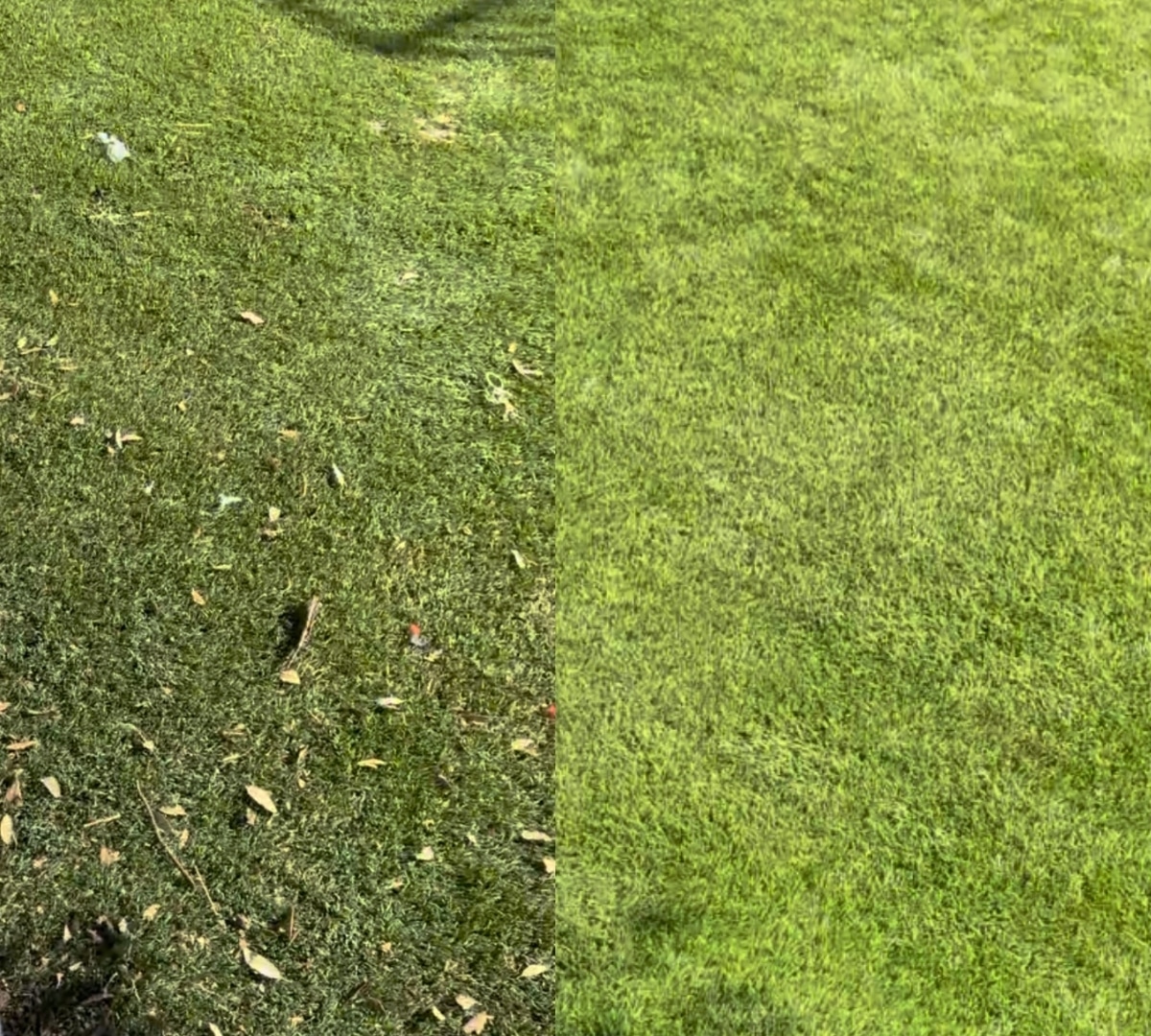 Before and after turf cleaning result 1