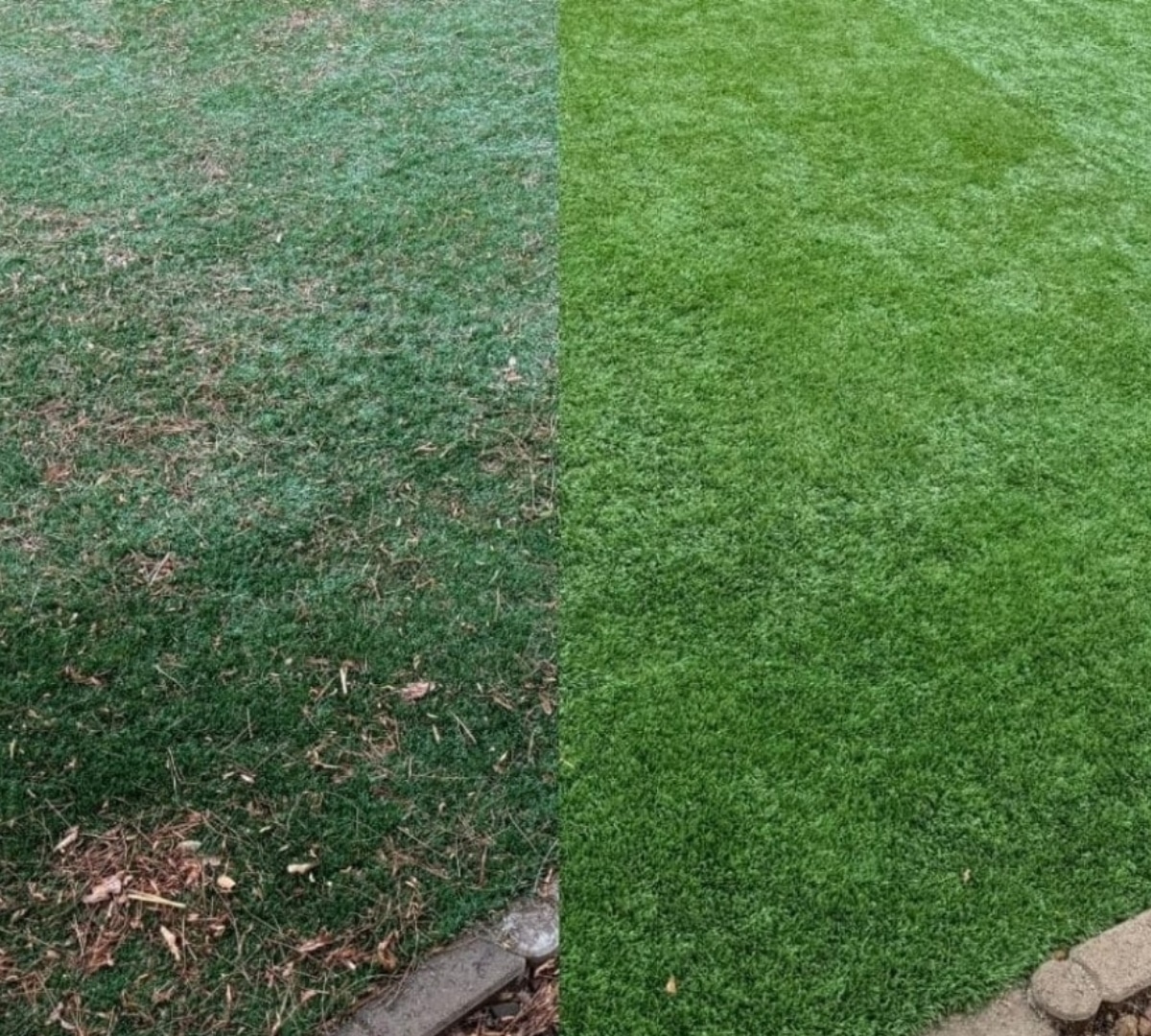 Before and after turf cleaning result 2
